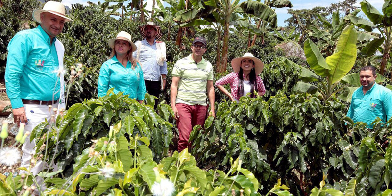 Hacienda cafetera viotuna es una de las mejores en buenas prácticas agrícolas













































