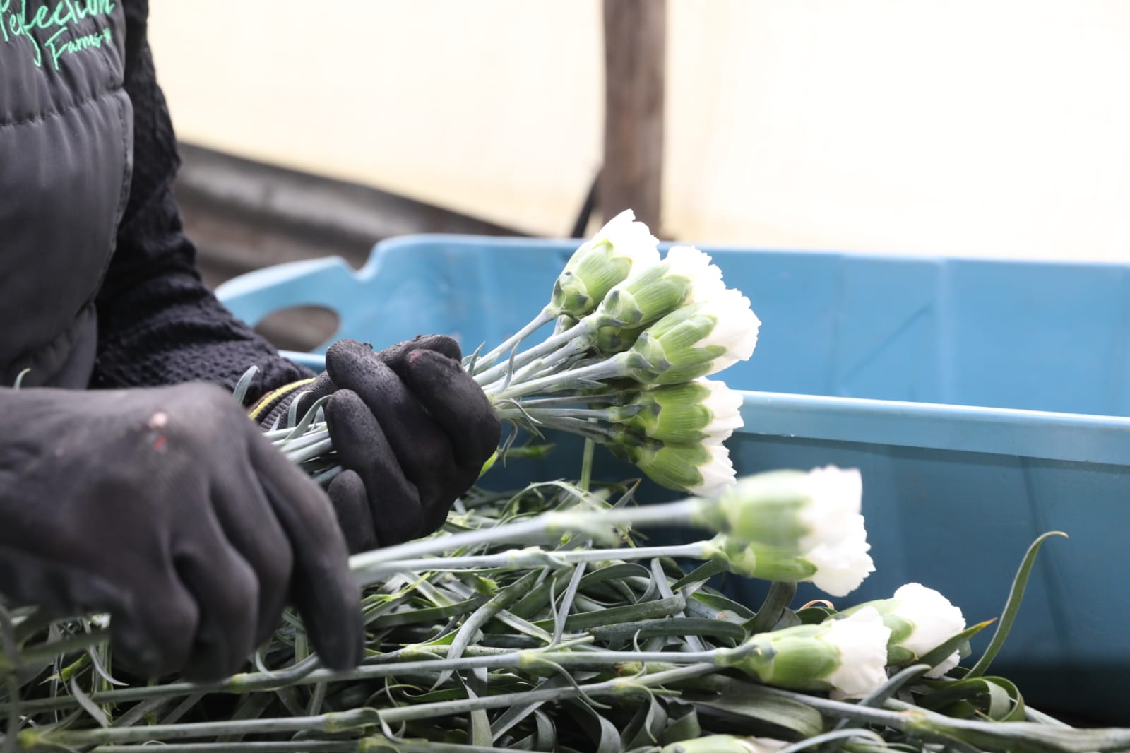 Flores de Cundinamarca, protagonistas en San Valentín