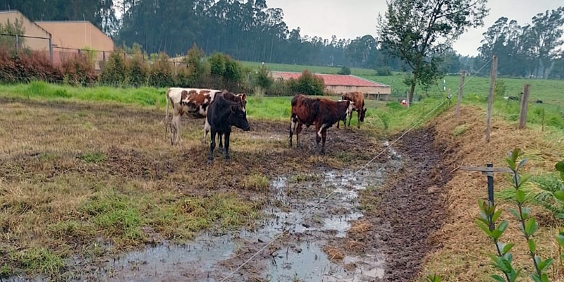 Más de 1.100 productores de 53 municipios afectados por la ola invernal han recibido insumos y semillas

