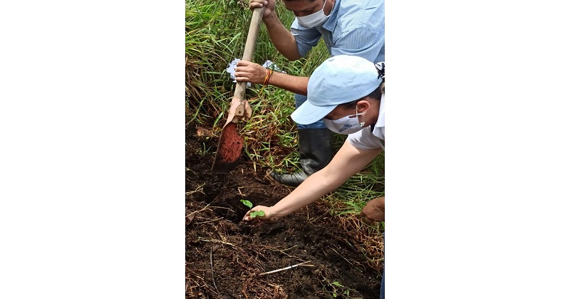 Cuarenta mil árboles protegerán los ecosistemas de Cundinamarca