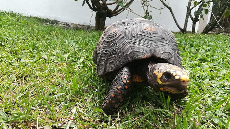 Por una Semana Santa sin tráfico de especies silvestres de fauna y flora













