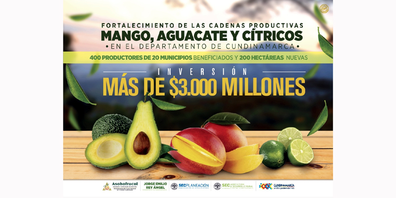 Se fortalecen cadenas productivas de mango, aguacate y cítricos