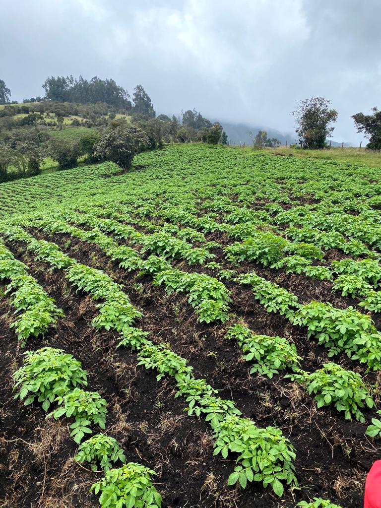 Fortalecimiento de sistemas productivos agropecuarios