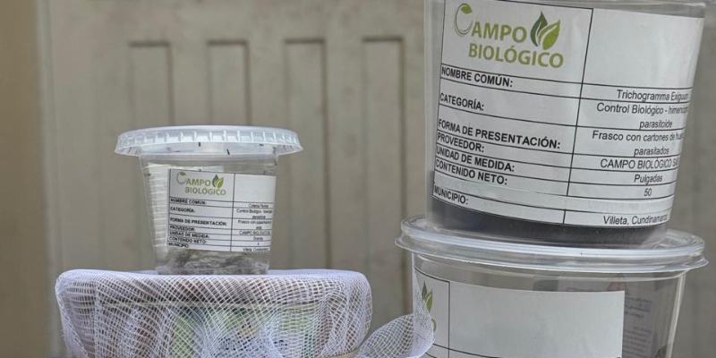 Más de 400 productores de caña panelera fortalecen sus cultivos con control biológico en Cundinamarca