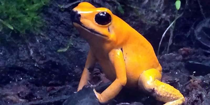 Cundinamarca, pulmón biodiverso del centro del país



