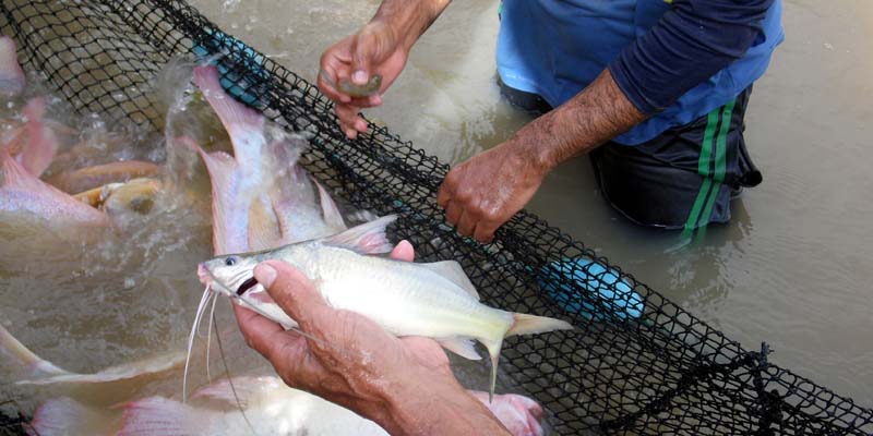 Buenas prácticas en la actividad pesquera artesanal, estrategia de conservación del ecosistema































































