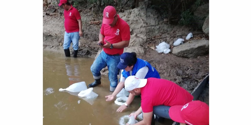 Repoblamiento de Bocachico, Pataló y Capaz, clave para recuperar ecosistema del río Magdalena




