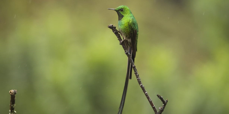 El libro ‘Colibríes de Cundinamarca’, símbolo de la diversidad




