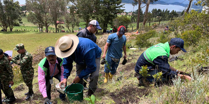 Reforestadas áreas del cerro Montecillo de Guatavita 