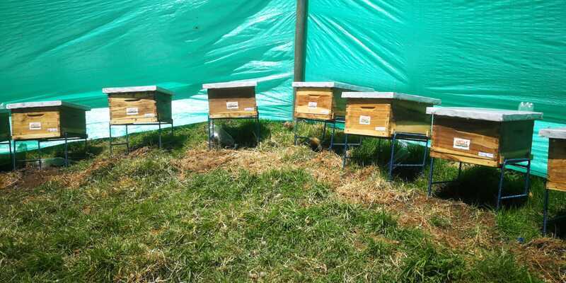Gobierno departamental fortalece proyecto ‘Abejas con la conservación’