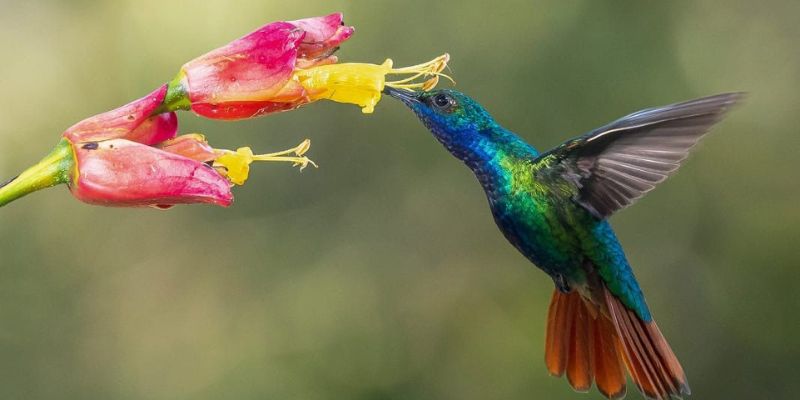Cundinamarca se alista para liderar el Global Big Day 2025 con más de 1.000 especies registradas