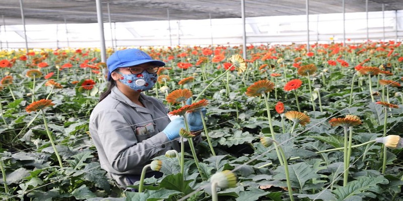 ¡Cundinamarca, número UNO en exportación de flores en Colombia!