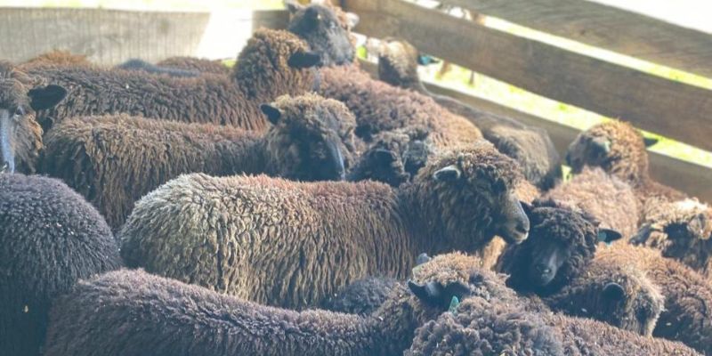 Gobernación y Alcaldía de Cucunubá entregan 50 ovejas de alta calidad genética a productores de lana