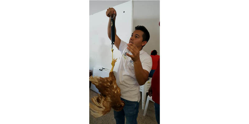 Apoyo a 70 familias de Ricaurte con insumos y gallinas ponedoras