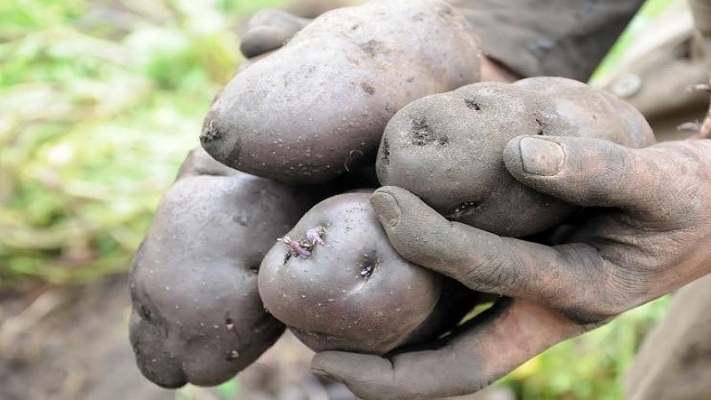 Ciencia, tecnología e innovación al servicio de campesinos de Cundinamarca y Bogotá











