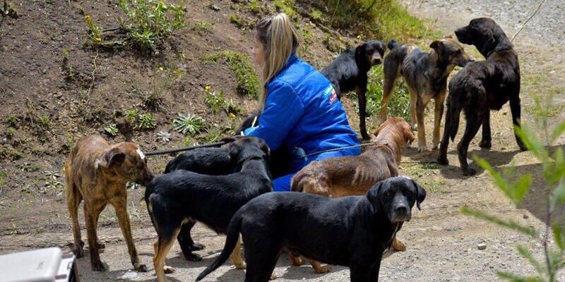 Cundinamarca impone la sanción económica por maltrato animal más alta en la historia de Colombia