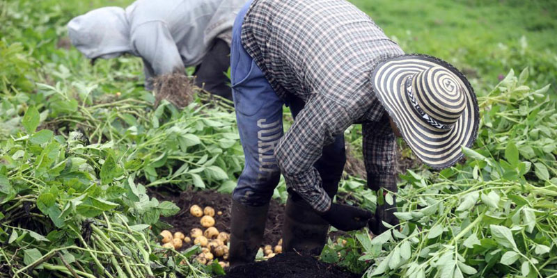 Cundinamarca vende un promedio anual de $2,47 billones en productos del agro







