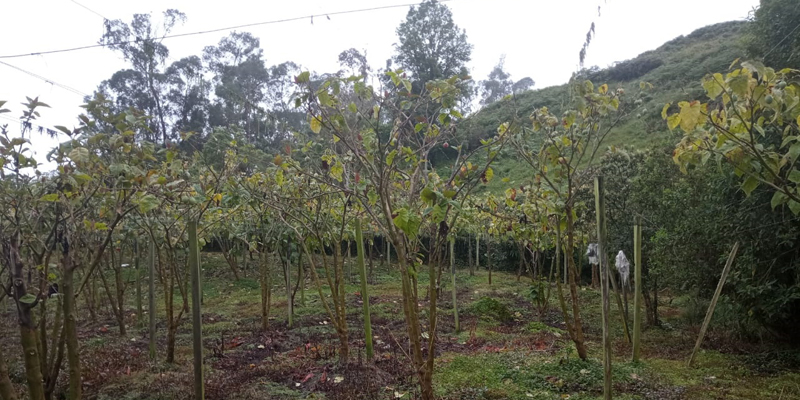 Más de 1.100 productores de 53 municipios afectados por la ola invernal han recibido insumos y semillas


