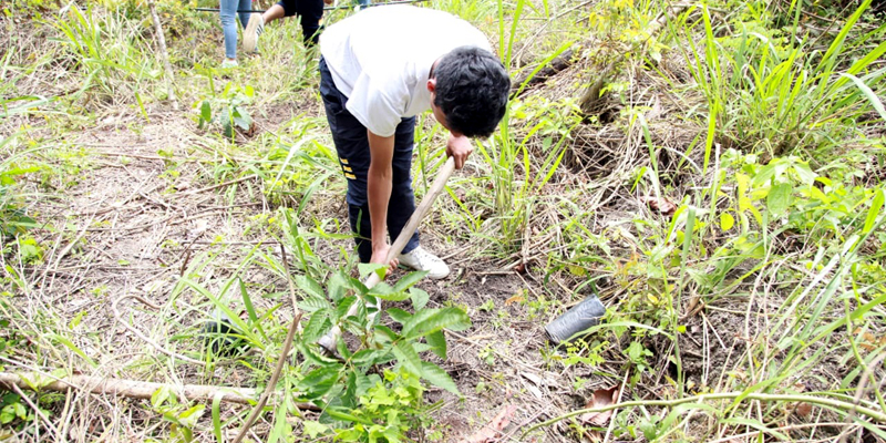 En San Antonio de Tequendama se sembraron 570 árboles nativos

