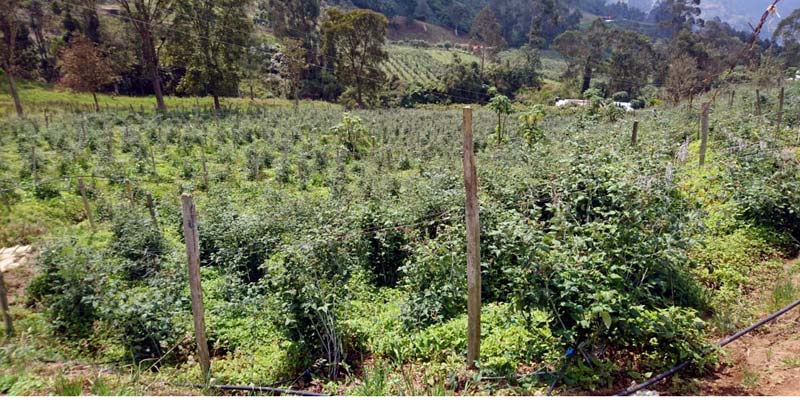 Un departamento pionero en abastecimiento agroalimentario y social