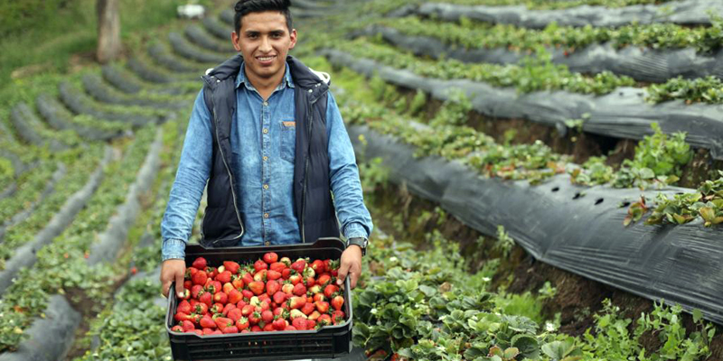 Foto: Productor fresas Cundinamarca