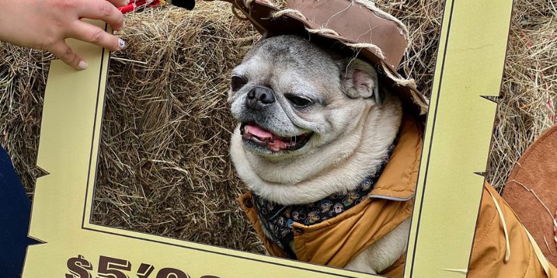 101 mascotas celebran el "Día Guau y Miau" en la Gobernación

