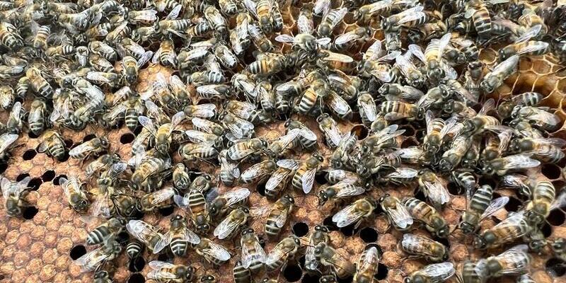 Gobierno departamental fortalece proyecto ‘Abejas con la conservación’