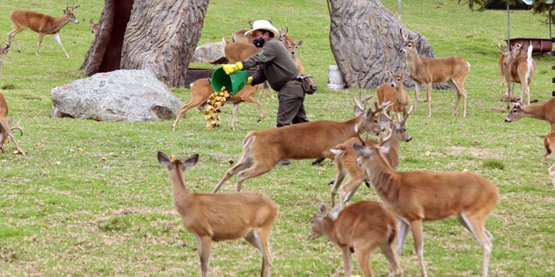 Gracias al trueque, animales del zoológico Jaime Duque, en Tocancipá y del santuario de osos, en Guasca, cuentan con alimentos una semana más




