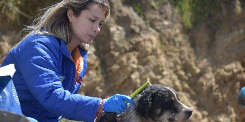 Cundinamarca impone la sanción económica por maltrato animal más alta en la historia de Colombia