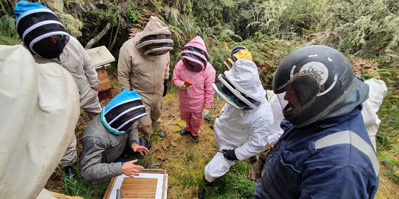 Abejas con la conservación un programa para restaurar los ecosistemas del territorio
