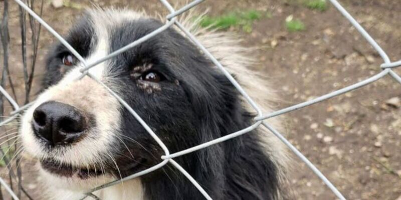 En Cundinamarca se impone la mayor sanción económica por maltrato animal en la historia de Colombia