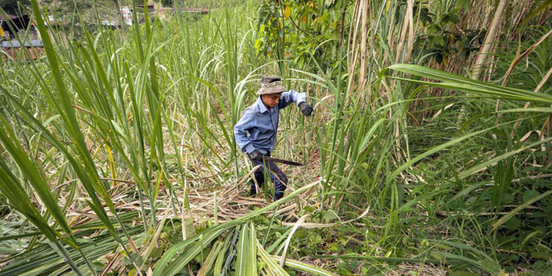 Cundinamarca vende un promedio anual de $2,47 billones en productos del agro







