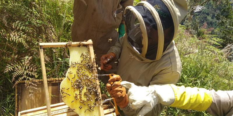 En Cundinamarca inició plan piloto del programa: “Abejas con la Conservación”