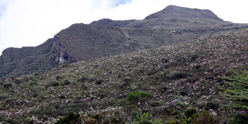 Gobernador de Cundinamarca exige preservar la fauna y la flora 

