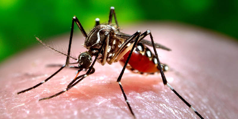 ACCIONES PREVENTIVAS PARA EVITAR CONTAGIO DE DENGUE Y CHIKUNGUÑA