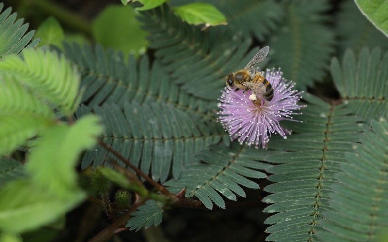 Abejas con la conservación un programa para restaurar los ecosistemas del territorio
