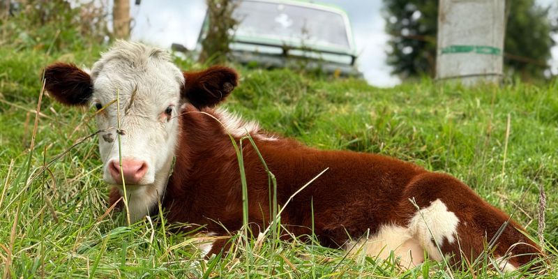 Menos vacas y más leche: Tausa transforma la producción láctea con innovación científica
