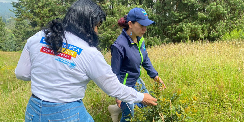 4.700 árboles sembrados en Cundinamarca es el balance del primer año de la campaña Recicla con TIC