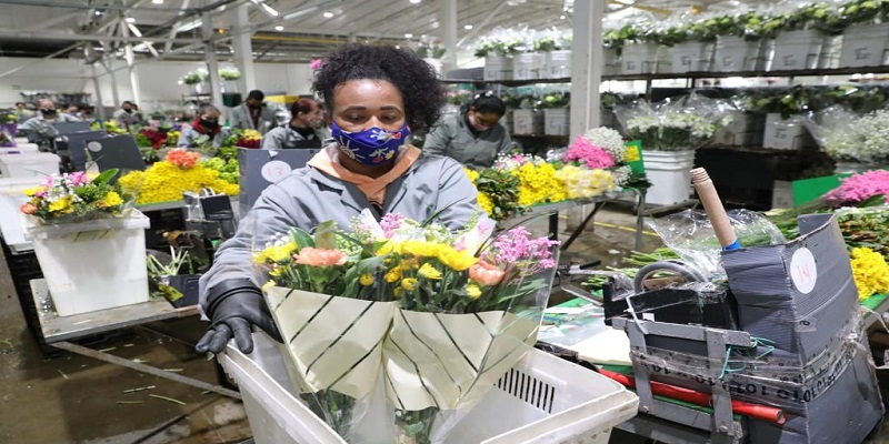 ¡Cundinamarca, número UNO en exportación de flores en Colombia!