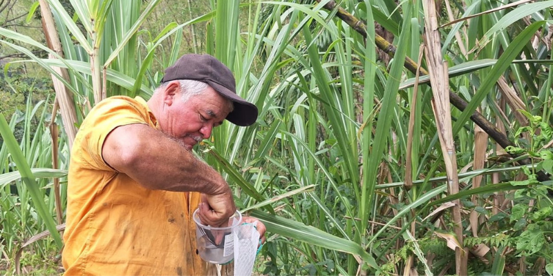 Más de 400 productores de caña panelera fortalecen sus cultivos con control biológico en Cundinamarca