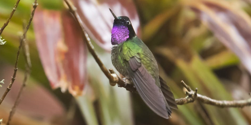 El libro ‘Colibríes de Cundinamarca’, símbolo de la diversidad



