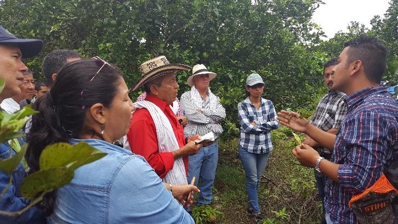 Manuales de Transferencia Tecnológica para sectores agropecuarios y agroindustriales de Cundinamarca



