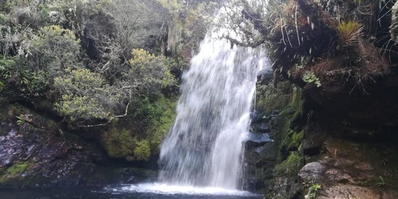 Gobernación recupera más de 3.362 hectáreas de bosque para tener más agua


