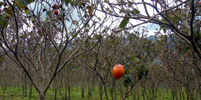 $8.727 millones para innovación en producción de frutas y hortalizas tipo exportación 



