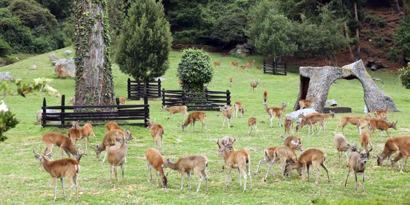 Gracias al trueque, animales del zoológico Jaime Duque, en Tocancipá y del santuario de osos, en Guasca, cuentan con alimentos una semana más




