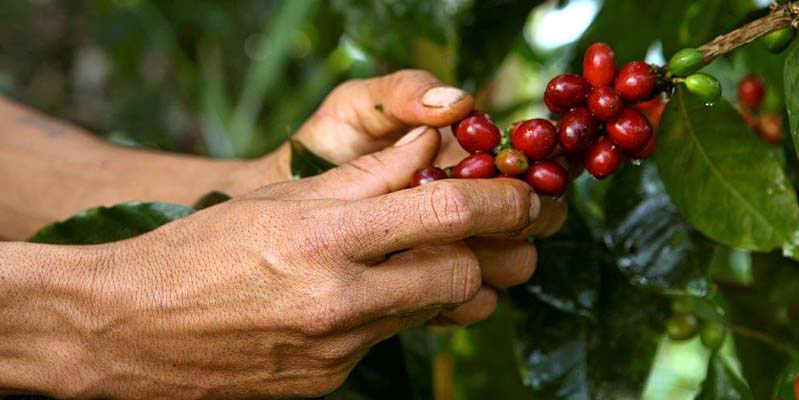 Una iniciativa que mejora la productividad de los caficultores cundinamarqueses