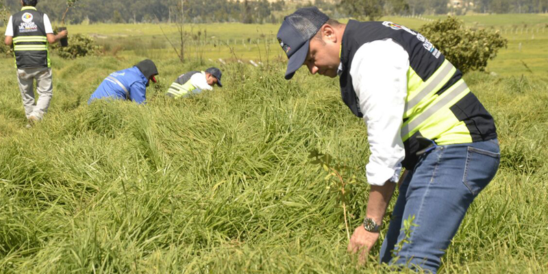 Siembra de 2.444 árboles en zonas afectadas por incendios forestales en Soacha



















