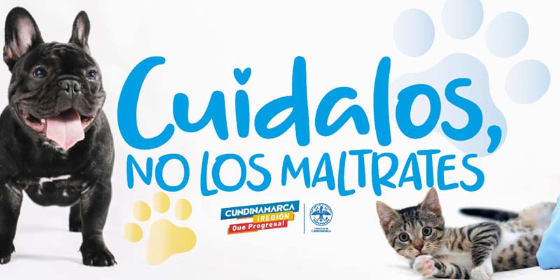 Perros y gatos no son transmisores del coronavirus

