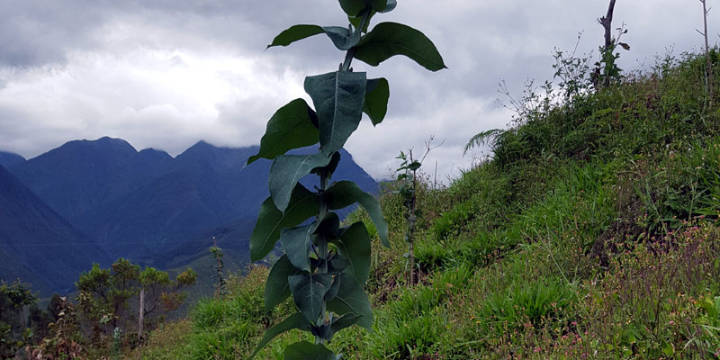 Gobierno departamental realiza millonaria inversión en reforestación rural









