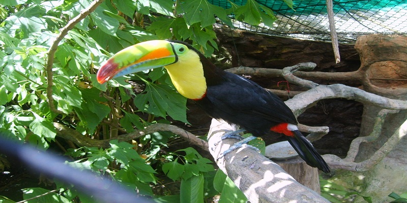 Día internacional de las aves, Colombia primera en el mundo en riqueza de aves